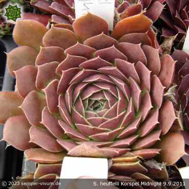 Sempervivum heuffelii 'Korspel Midnight'