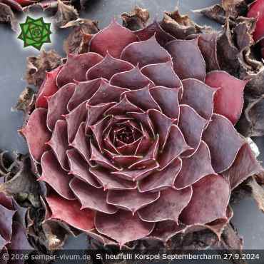 Sempervivum heuffelii 'Korspel Septembercharm'