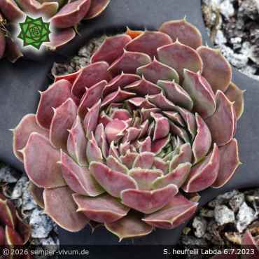 Preview: Sempervivum heuffelii 'Labda'