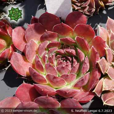 Sempervivum heuffelii 'Lengai'