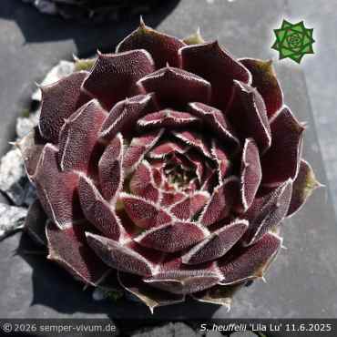 Preview: Sempervivum heuffelii 'Lila Lu'