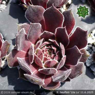 Preview: Sempervivum heuffelii 'Lila Lu'