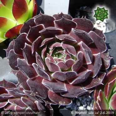 Sempervivum heuffelii 'Lila Lu'