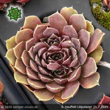 Sempervivum heuffelii 'Liliputaner'