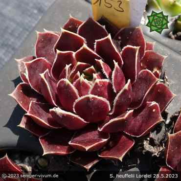Sempervivum heuffelii 'Lorelei'