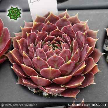Preview: Sempervivum heuffelii 'Luca'