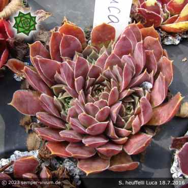 Sempervivum heuffelii 'Luca'