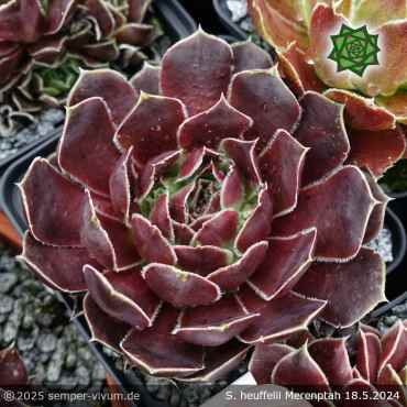 Preview: Sempervivum heuffelii 'Merenptah'