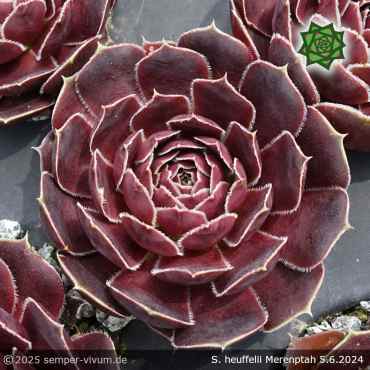 Sempervivum heuffelii 'Merenptah'