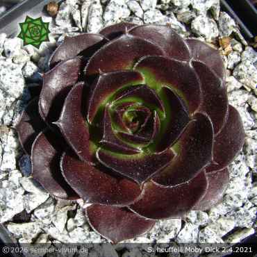 Sempervivum heuffelii 'Moby Dick'