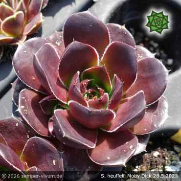Preview: Sempervivum heuffelii 'Moby Dick'