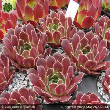 Sempervivum heuffelii 'Movie Star'