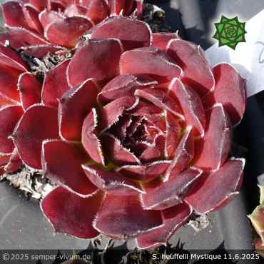Sempervivum heuffelii 'Mystique'
