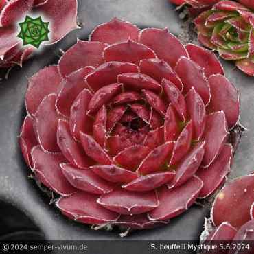 Sempervivum heuffelii 'Mystique'