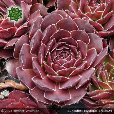 Sempervivum heuffelii 'Mystique'