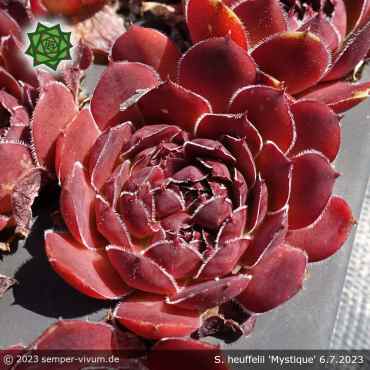 Sempervivum heuffelii 'Mystique'