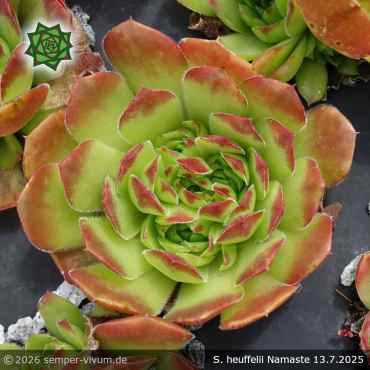 Preview: Sempervivum heuffelii 'Namaste'