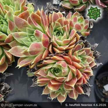 Preview: Sempervivum heuffelii 'Neanias'