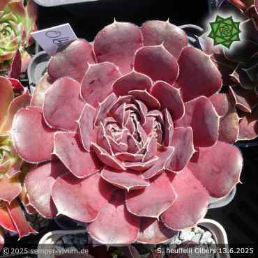 Sempervivum heuffelii 'Olbers'