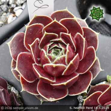 Preview: Sempervivum heuffelii 'Parel'