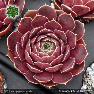 Sempervivum heuffelii 'Parel'
