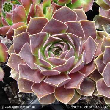 Sempervivum heuffelii 'Pelada'