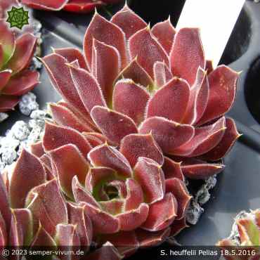 Preview: Sempervivum heuffelii 'Pelias'