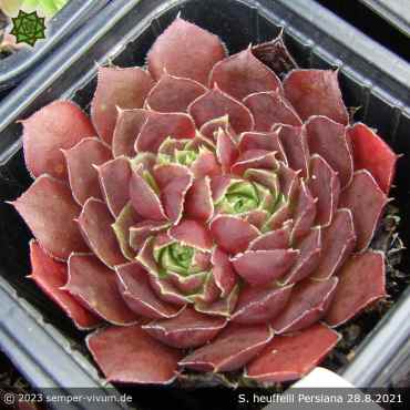 Preview: Sempervivum heuffelii 'Persiana'