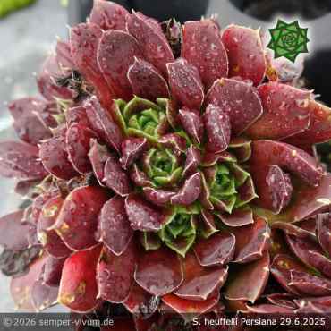 Sempervivum heuffelii 'Persiana'