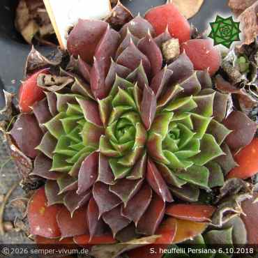 Preview: Sempervivum heuffelii 'Persiana'