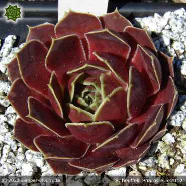 Preview: Sempervivum heuffelii 'Pharos'