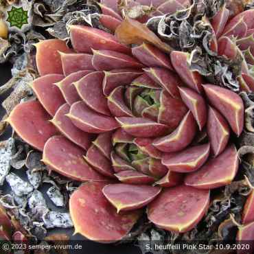 Sempervivum heuffelii 'Pink Star'