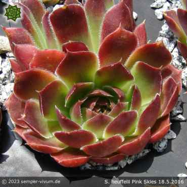 Sempervivum heuffelii 'Pink Skies'