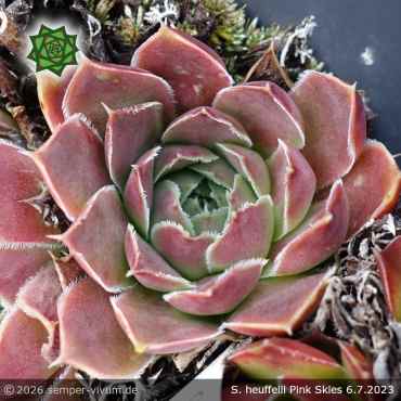 Sempervivum heuffelii 'Pink Skies'