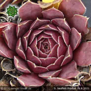 Preview: Sempervivum heuffelii 'Prostali'