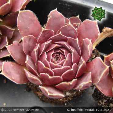 Preview: Sempervivum heuffelii 'Prostali'