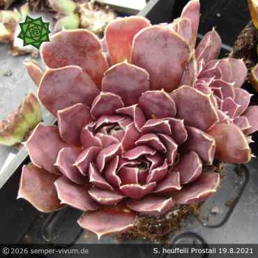 Sempervivum heuffelii 'Prostali'
