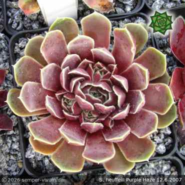 Sempervivum heuffelii 'Purple Haze'