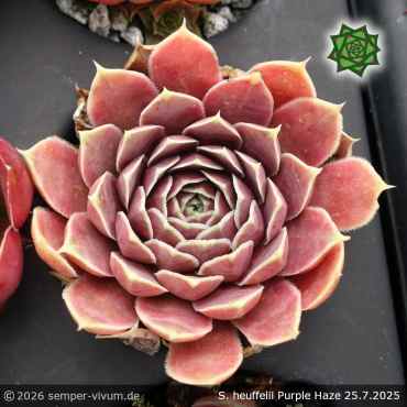 Preview: Sempervivum heuffelii 'Purple Haze'