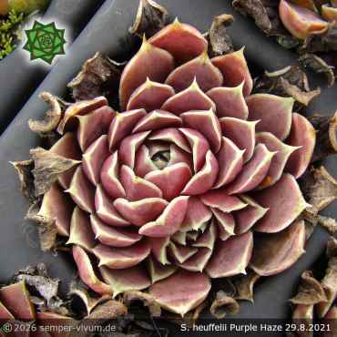 Preview: Sempervivum heuffelii 'Purple Haze'