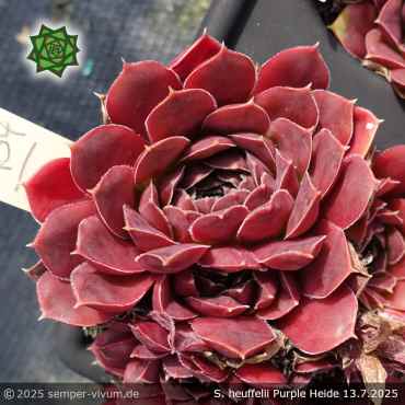 Sempervivum heuffelii 'Purple Heide'