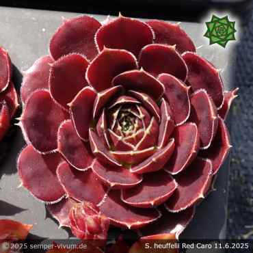 Sempervivum heuffelii 'Red Caro'