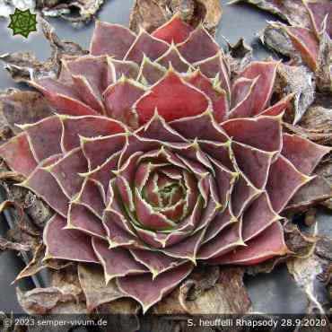 Preview: Sempervivum heuffelii 'Rhapsody'