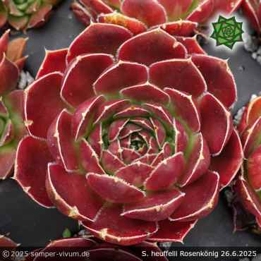 Sempervivum heuffelii 'Rosenkönig'