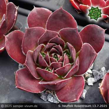 Sempervivum heuffelii 'Rosentraum'