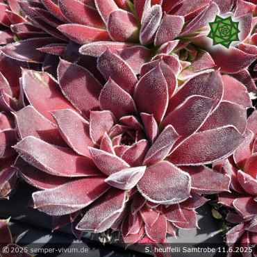 Sempervivum heuffelii 'Samtrobe'