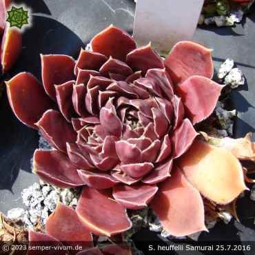 Preview: Sempervivum heuffelii 'Samurai'