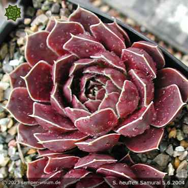 Preview: Sempervivum heuffelii 'Samurai'