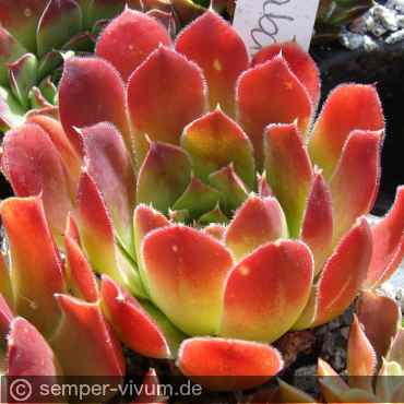 Preview: aufgenommen am 16.6.2014