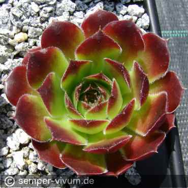 Preview: aufgenommen am 18.5.2016